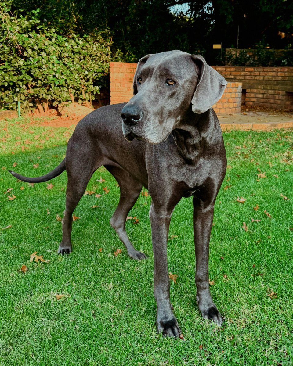 Dogz Palace (@dogzpalace) / Posts / X