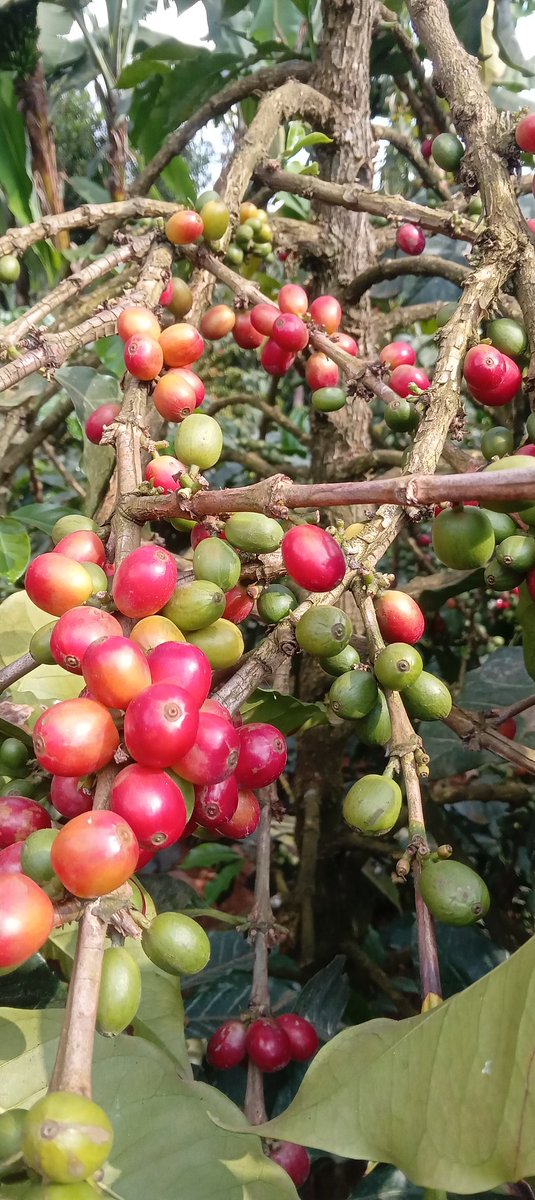 cbeekeeping's tweet photo. When you buy from a farmer, you encourage hard work. 

See, I grow this coffee in Embu. 

Now I have started manually processing, roasting and packing it. 

Promote my hustle, order for a pack today. 
@900. 

A surprise gift will accompany your coffee. 

+254-722704997. https://t.co/4EuSlOPStl