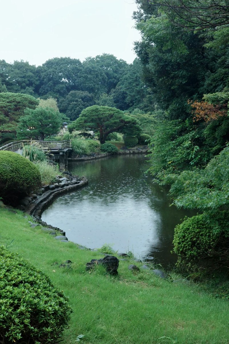 vcdf_fghui's tweet photo. 雨の降る新宿御苑は、観光に来る人が少ない。
このような天気でも、とても美しく、至るところに緑の植物があります🤭

#東京 #新宿御苑 #風景 #綺麗 https://t.co/tTaJhE7d2U