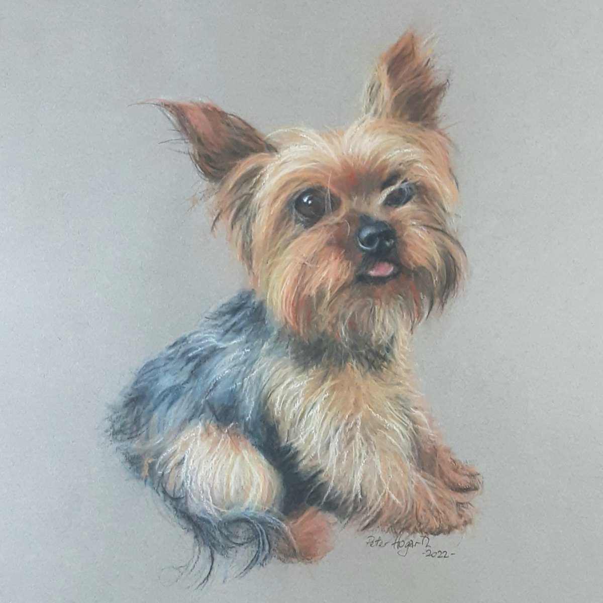 peterhogarth55's tweet photo. Portrait of a Yorkshire Terrier,  2022. Sennelier and Unison soft pastels on Canson Mi Teintes paper measuring 37.5 x 55cm 😊 https://t.co/a31hdCILNp