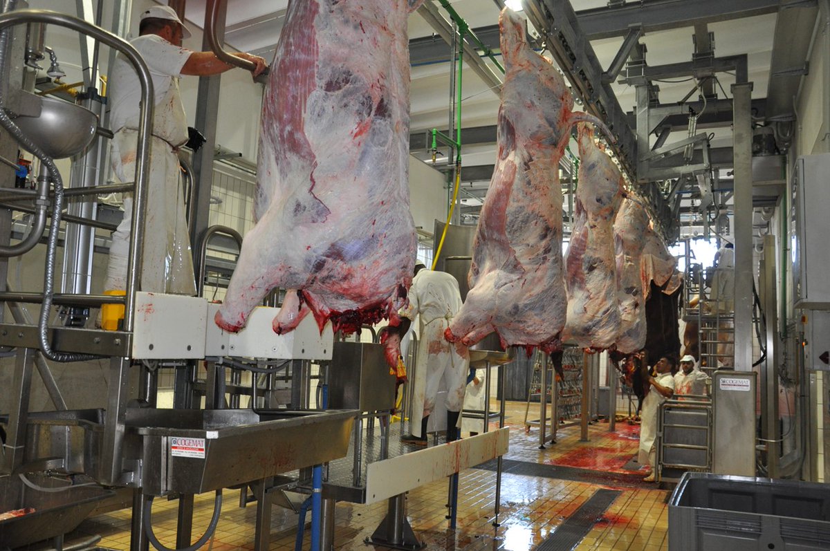 editricezeus's tweet image. #COGEMAT is a leading Italian company, recognized  for its expertise in designing, manufacturing, and installing advanced #slaughtering systems and #meatprocessing plants. 

Read the full article at this link:
foodtechgulf.ae/cogemat-50-yea…

#foodprocessing #editricezeus