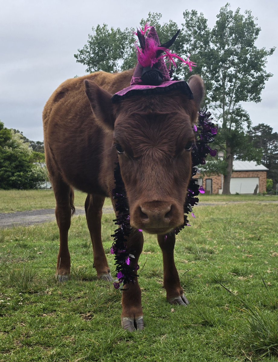 🤭 Mummy dressed up me pal, Bobbi🐮🩷 She's joining in with the Halloweem fun at my house #ZSPARADE #ZSHQ <a href="/ZombieSquadHQ/">ZombieSquadHQ💖💚🧡💚🩵©</a>