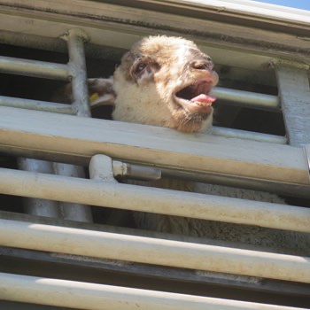 Philip Lymbery tweet media