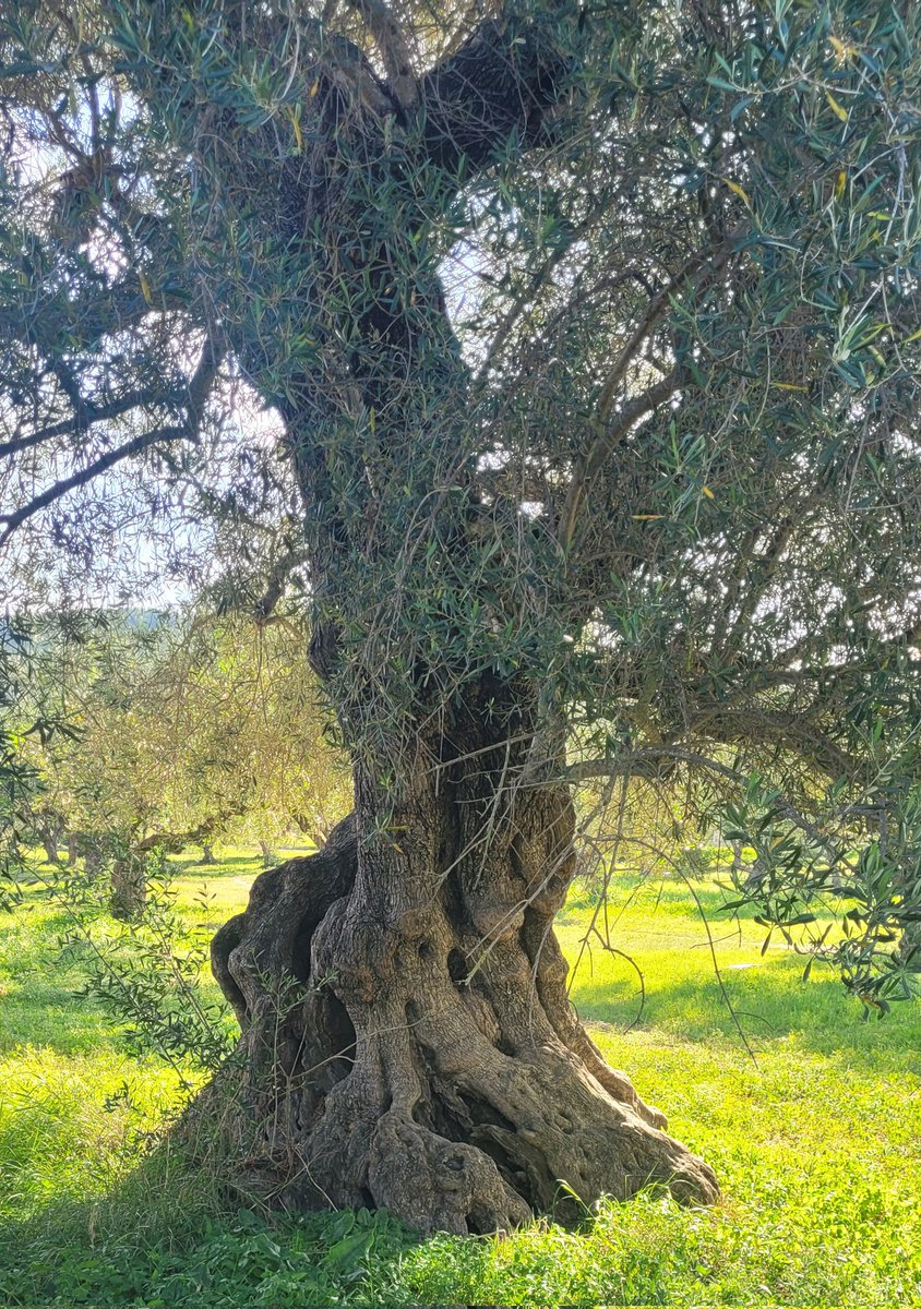 Joyce 🌸🌺🪻🌏✈️🚗👫🏼 tweet media