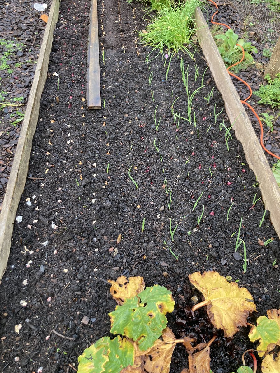 Planted some more onions and garlic as first planting came up sporadically #GardeningTwitter