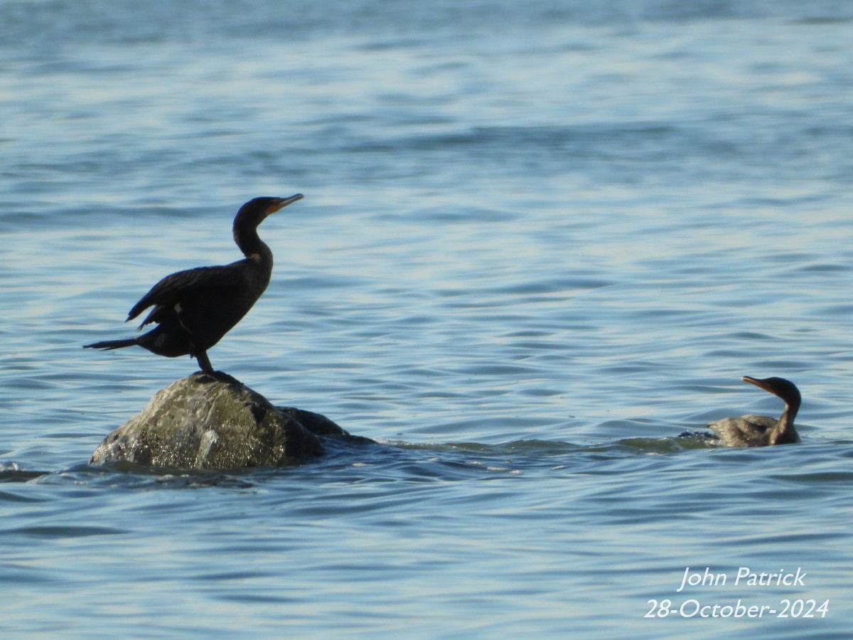 "Come on in! The water's fine!"
A pair of Double-crested Cormorants at Spanish Banks Beach, Vancouver.

#birds @WildAboutVan #doublecrestedcormorant #birdwatching #birdsofvancouver #BirdsOfTwitter #birdphotography #spanishbanksbeach #vancouver