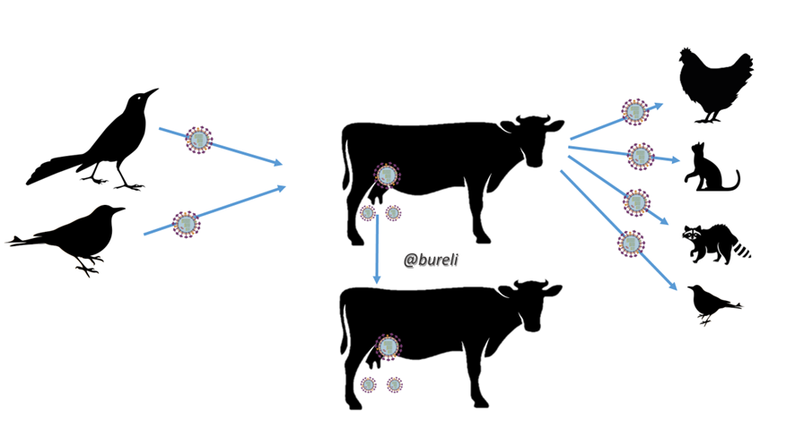 Los brotes de #GripeAviar #H5N1 en vacas en USA no solo están teniendo un gran impacto sanitario y económico en el ganado vacuno sino que también están afectando muy severamente a las aves de corral (además de a gatos y otras especies silvestres). Va hilo🧵⬇️