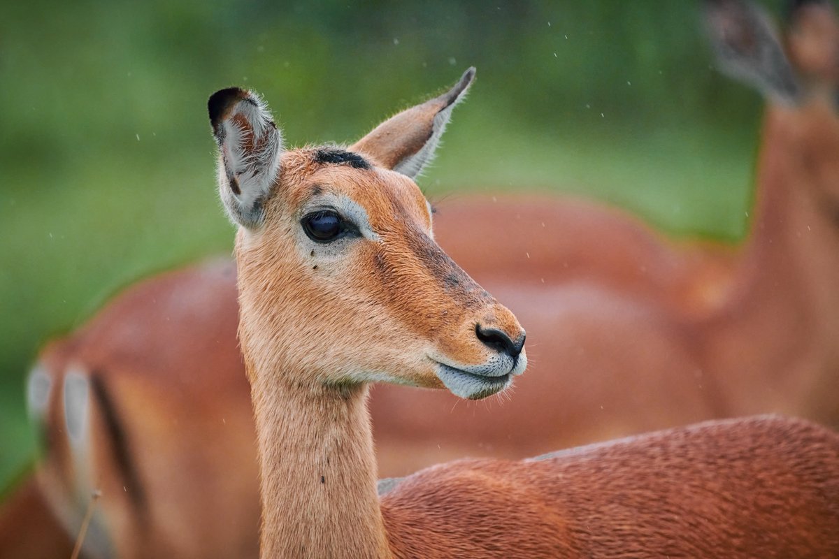 bownaankamal's tweet photo. A beauty in the rain | Impala | Ol Pejata | Kenya
#wildlife #olpejataconservancy #bownaankamal #impala #natgeo #jawsafria #wildlifephotography https://t.co/1UaMhzlAJR
