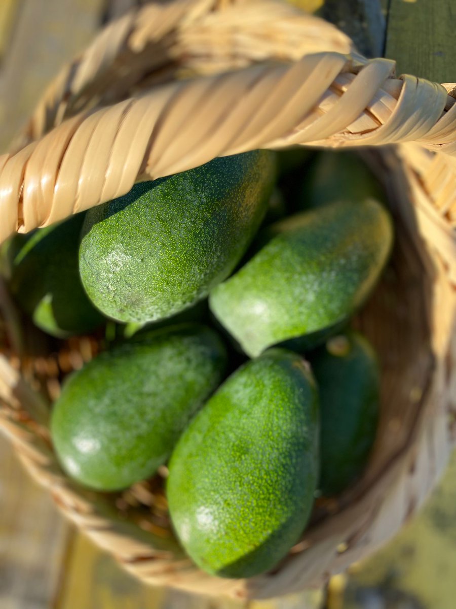 Taze hasat avokado 🥑