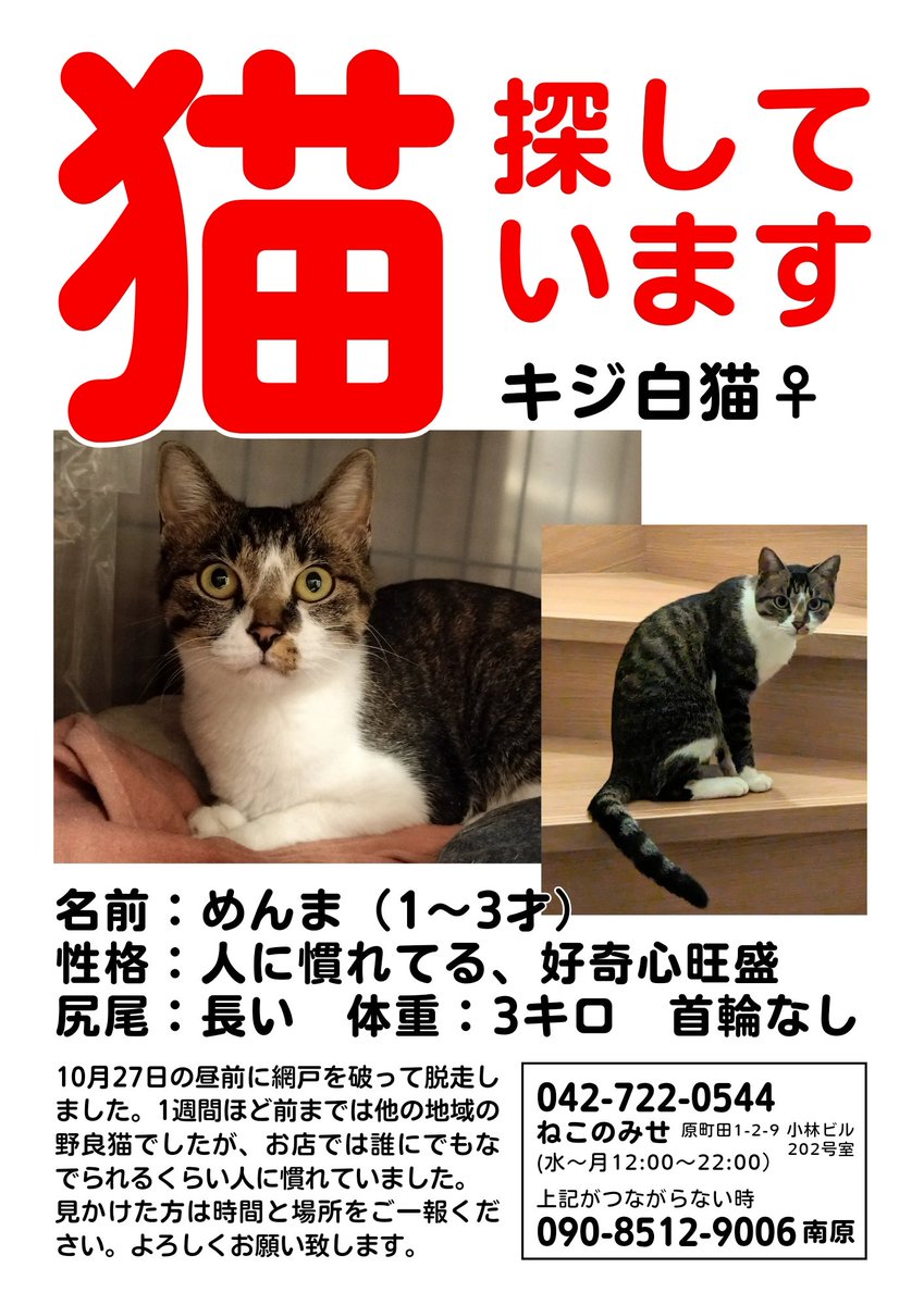 nekonomise's tweet photo. めんま、今日も探しています
人慣れしてて隠れる性格でもないのにこんなに姿が見えないとは…
周辺にチラシ配り、交番へも届け済み
雨続きで出てこれないのかな? 早く会いたいです😢
捕獲器設置したり、近所のご協力を得てごはん置いたりしてます
お近くにお住いの方、見かけたらご連絡ください！！ https://t.co/vdtSGooRIC