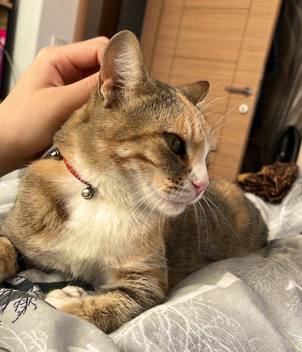 Yıllık iznimin en güzel yol arkadaşı Çokemel uyandırma servisi sabahtan beri üzerimde geziyor 🥰🤣