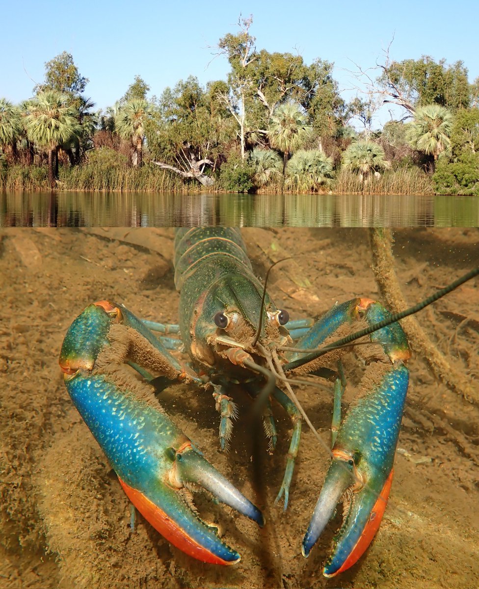 Aptly named red Redclaw crayfish (Cherax quadricarinatus) are native to f/w habitats in the Nth Territory &amp; Nth Queensland - but not to Western Australia. I found this one in the Fortescue River catchment, Pilbara, WA - a region where they are now widespread &amp; considered a pest.