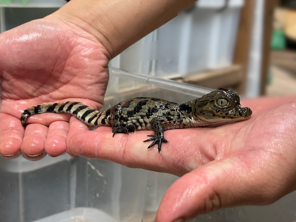 スリナムメガネカイマン 【Caiman crocodilus crocodilus】が孵化しま