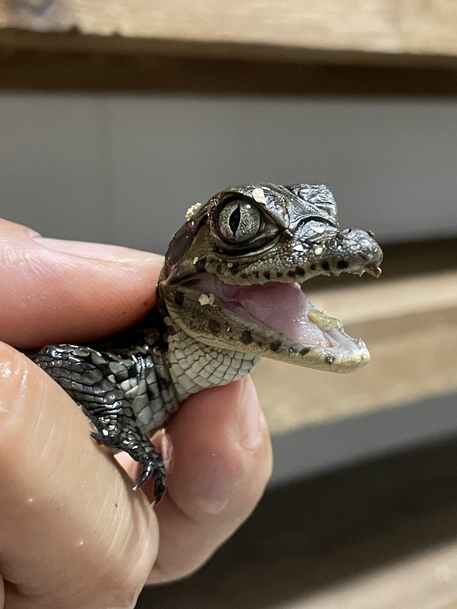 スリナムメガネカイマン 【Caiman crocodilus crocodilus】が孵化しま