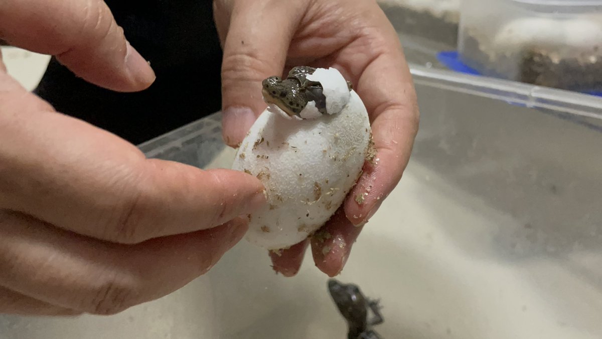 スリナムメガネカイマン 【Caiman crocodilus crocodilus】が孵化しま