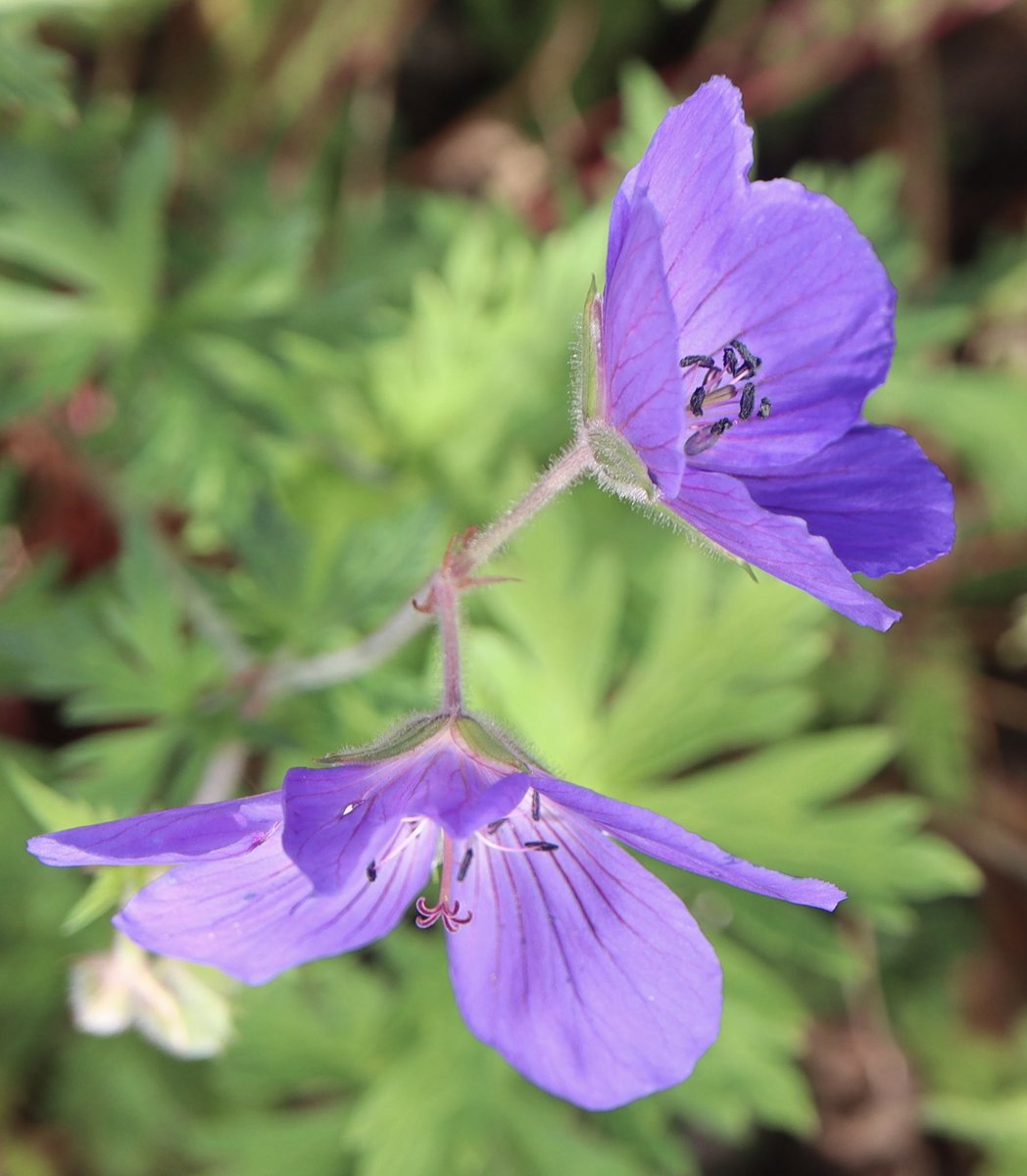 bumblebuddeez's tweet photo. Happy #TuesdayBlue with one of the many hardy geraniums still blooming in our garden β¦.no bumblebees though πππ https://t.co/YvjuVXfwRB