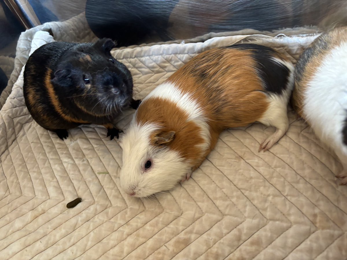 モルモットにおやつをあげられるイベントのために出てきたモルモット達