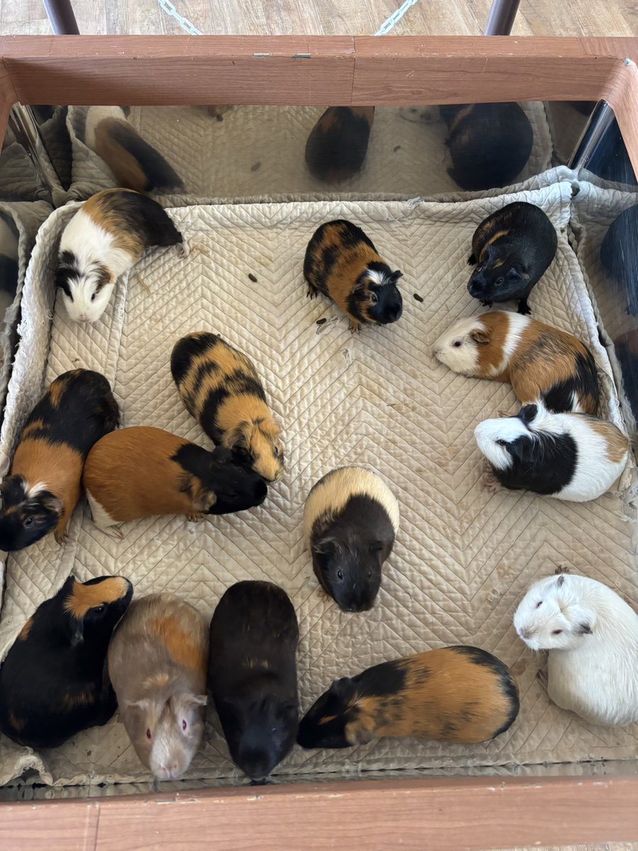 モルモットにおやつをあげられるイベントのために出てきたモルモット達