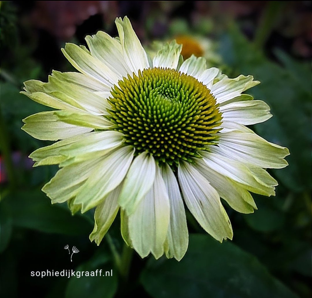 SDijkgraaff's tweet photo. Goedemorgen, ondanks de regen een mooie dag toegewenst 🍀 
#elkedageenfoto #rememberingsummer☀️ https://t.co/LBG0ulautV