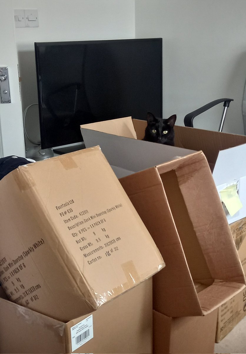 shdool123's tweet photo. It's my 11th birthday today and mum must've know what I wished for because it came true...boxes of all shape and size! 📦 😺🎉🐾🖤 #CatsOfTwitter #cats #BlackCats #AdoptDontShop https://t.co/1nG51IAAWb