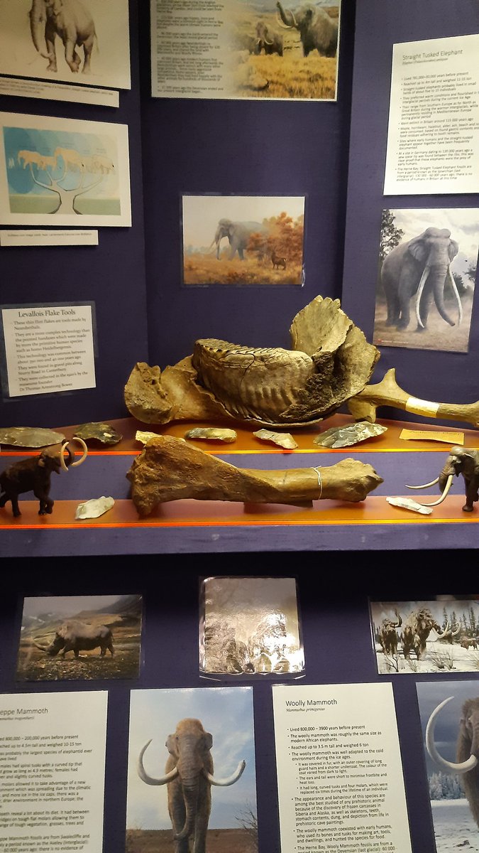 seasidemuseum's tweet image. Museum and shop open Tuesday to Saturday, 11am to 4pm. Children under 16 FREE.

#HerneBay #CommunityMuseum #RecollectionsofReculver #VisitLocal #VisitHerneBay  #SupportYourLocalMuseum #HalfTermFun