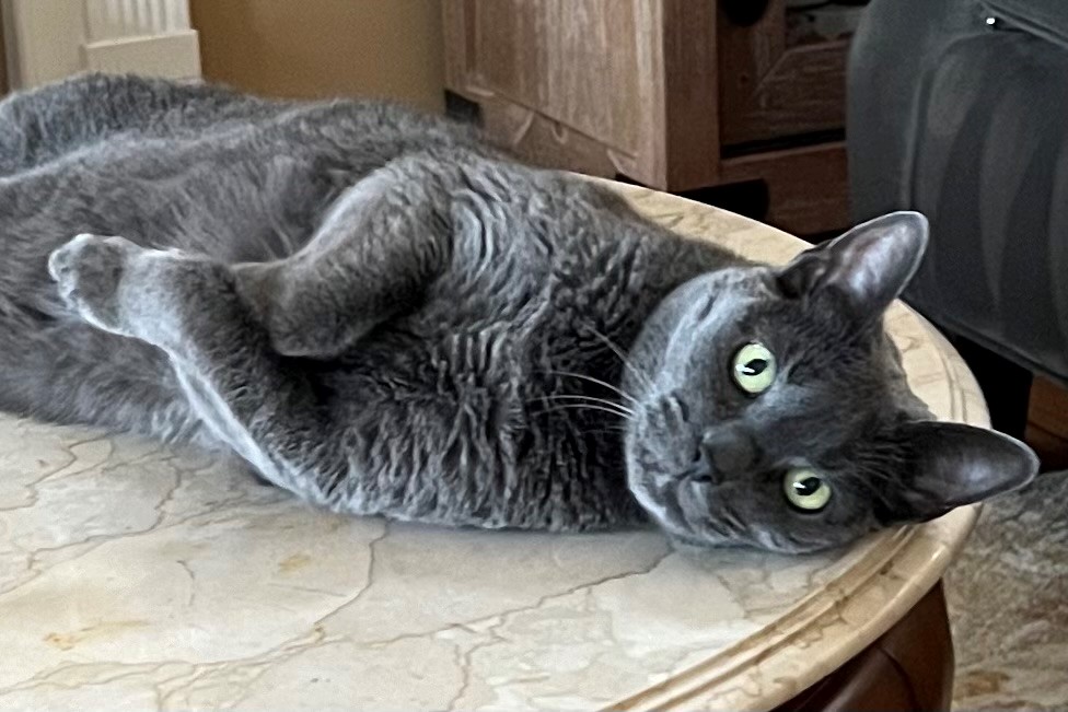 Today is National Cat Day! Cats and other pets can provide joy and companionship. They can also provide  emotional support to people with mental health concerns like depression, anxiety and more. These animal  companions are known as emotional support animals (ESAs), and they