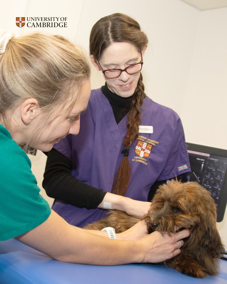 Cambridge_Uni's tweet photo. Cambridge researchers have developed an #AI algorithm to detect heart murmurs in dogs, one of the main indicators of cardiac disease, affecting a large proportion of smaller breeds such as King Charles Spaniels.

Find out more 👇
https://t.co/qU8VU8kjUu https://t.co/cfJYOOY7kc