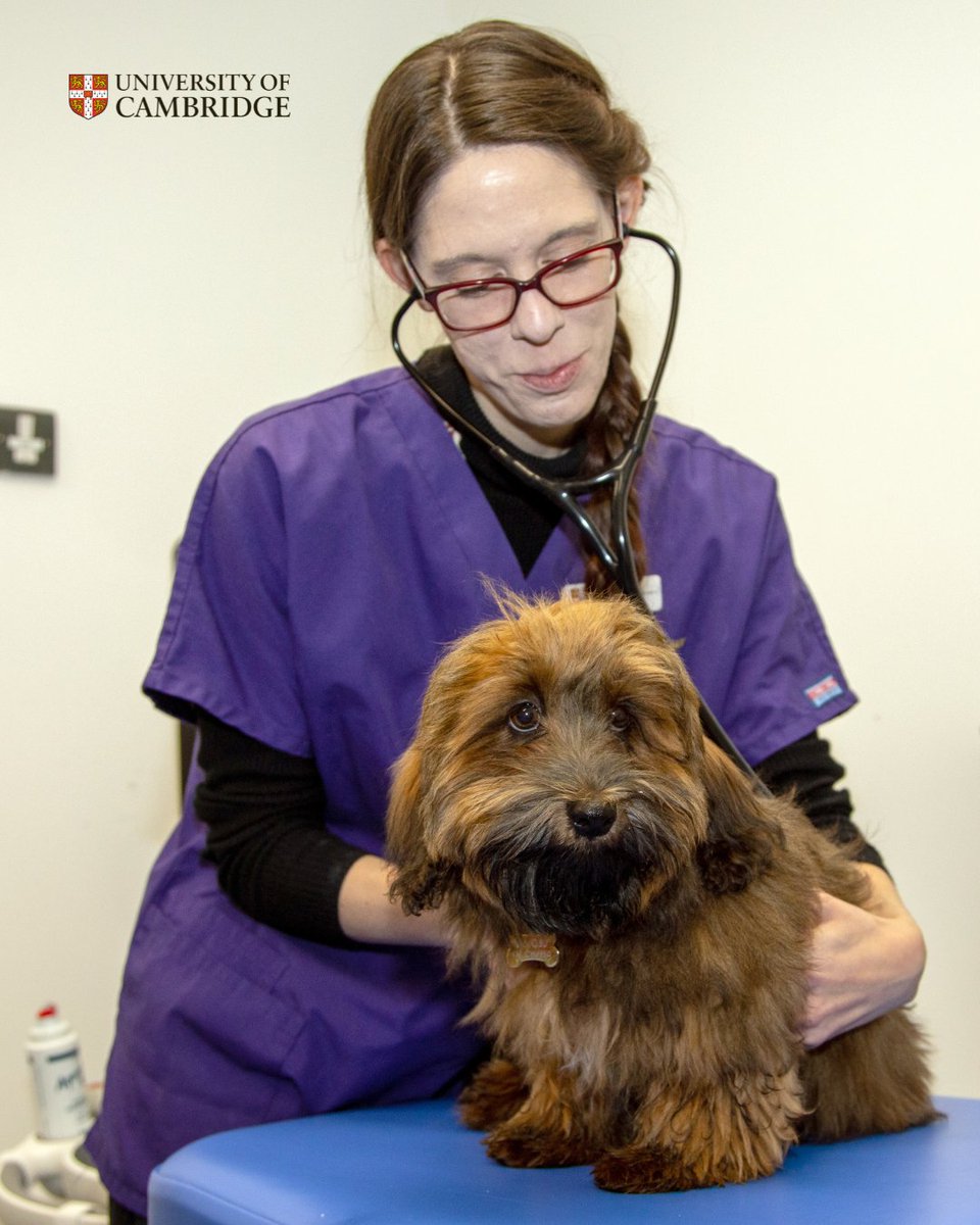 Cambridge_Uni's tweet photo. Cambridge researchers have developed an #AI algorithm to detect heart murmurs in dogs, one of the main indicators of cardiac disease, affecting a large proportion of smaller breeds such as King Charles Spaniels.

Find out more 👇
https://t.co/qU8VU8kjUu https://t.co/cfJYOOY7kc