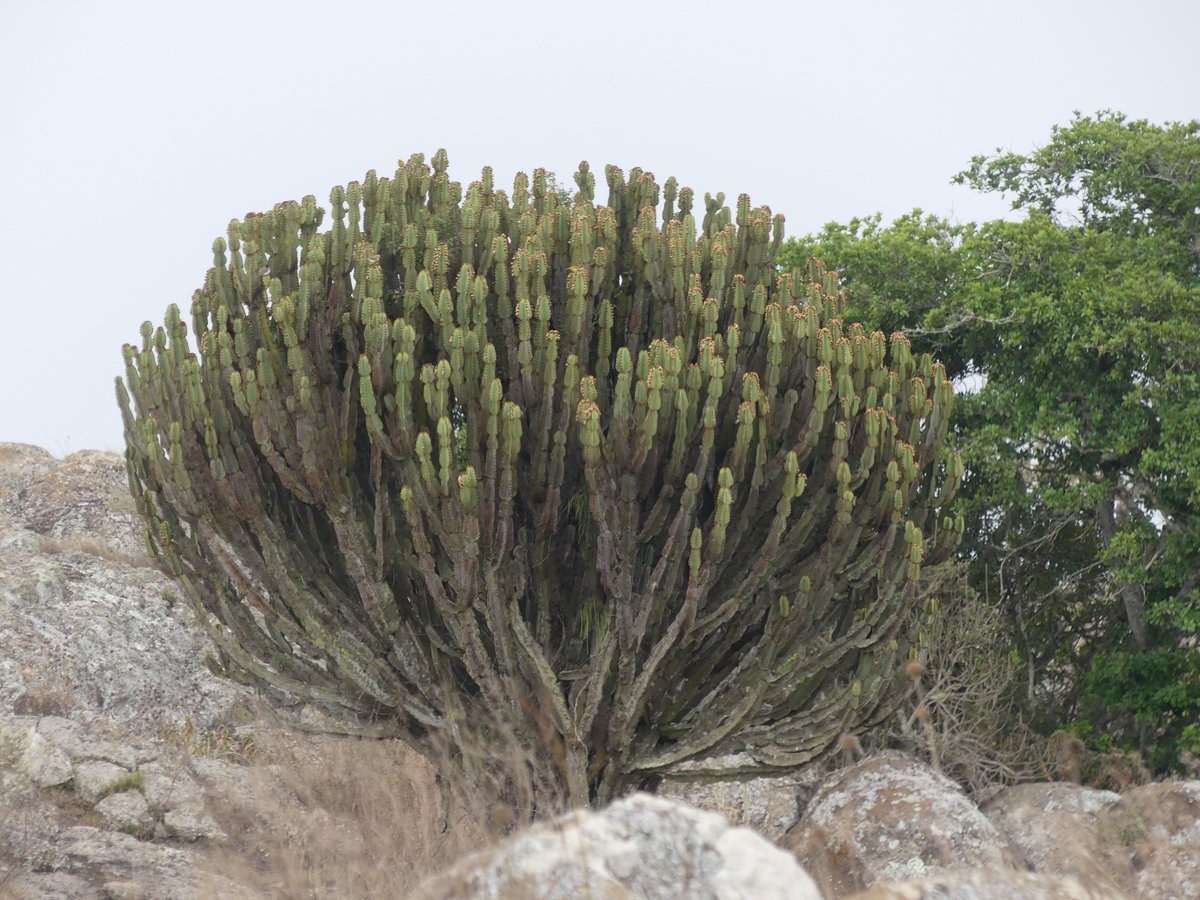 PhotosForTrees's tweet image. #thicktrunktuesday  #KajiadoCounty