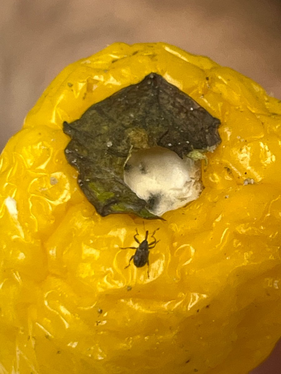 Saumik Basu tweet media