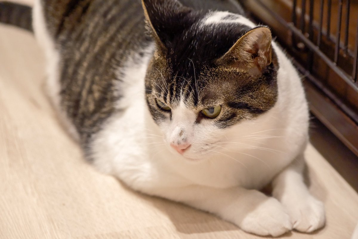 Osam_cam's tweet photo. #ネコリパブリック 

池袋にある保護猫カフェネコリパブリックに行ってきました〜

おもちゃで遊んでくれるし膝に乗ってきたり人懐っこいネコが多くてうちがペット可なら里親に申し込みたくなるくらいのネコ天国でした🐈
平日だったから一瞬貸切状態になったり過ごしやすかった！ https://t.co/0VG9KKktz4