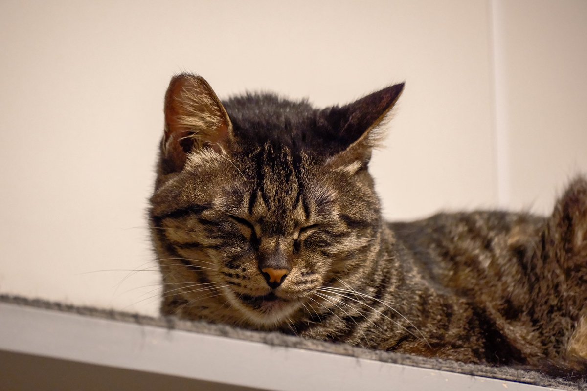 Osam_cam's tweet photo. #ネコリパブリック 

池袋にある保護猫カフェネコリパブリックに行ってきました〜

おもちゃで遊んでくれるし膝に乗ってきたり人懐っこいネコが多くてうちがペット可なら里親に申し込みたくなるくらいのネコ天国でした🐈
平日だったから一瞬貸切状態になったり過ごしやすかった！ https://t.co/0VG9KKktz4