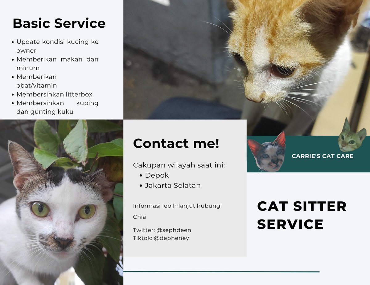 Chia•᷄ɞ•᷅ cat sitter📌 tweet media