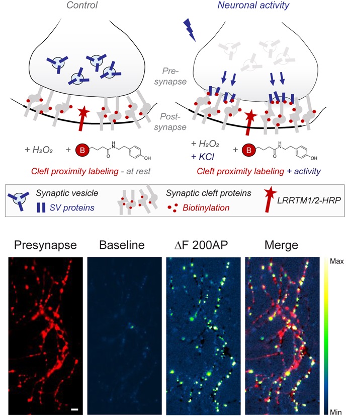 Protein translocation at active #synapses. @jaimedejuan &amp; @carlitosroca7 present a method for quantifying translocation of endogenous neuronal proteins to the synaptic surface, visualizing translocation of proteins when #neurons are firing #PLOSBiology plos.io/3UsNtqK