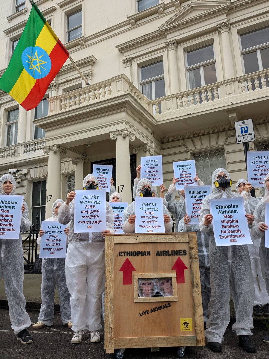 With <a href="/PETAUK/">PETA UK</a> at the Ethiopian embassy in London this morning, calling on Ethiopian Airlines to stop transporting monkeys for cruel and needless experiments that do nothing to help humans.

Help stop the abuse: secure.peta.org.uk/page/152770/ac…