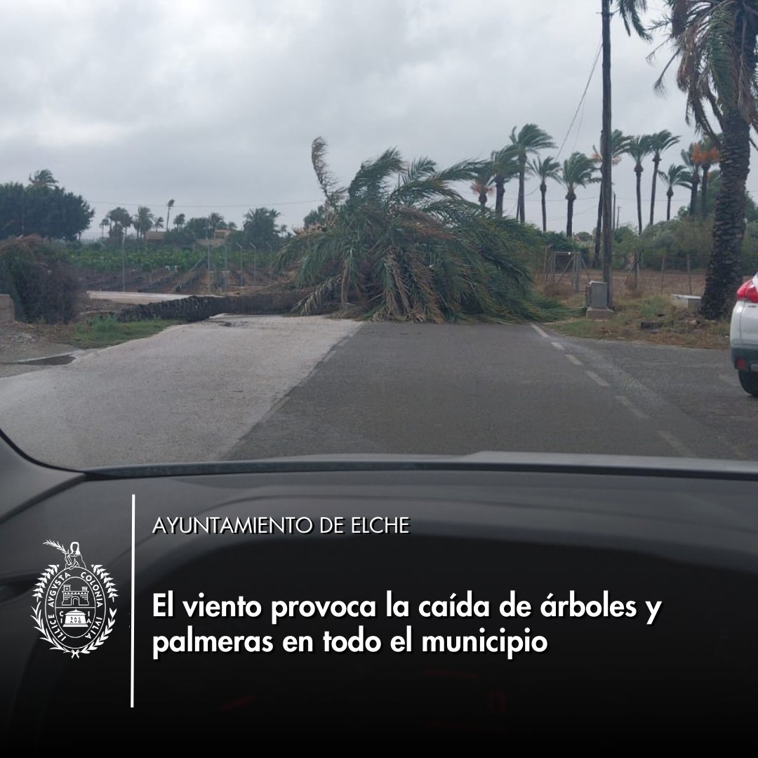 ajuntamentelx's tweet photo. 🌴El viento provoca la caída de árboles y palmeras en todo el municipio, registrándose derribos en el camino de Alborrocast, en el IES La Asunción, IES Victoria Kent frente a la ladera del río Vinalopó sin consecuencias personales.

#elche

🌴El vent provoca la caiguda d'arbres i palmeres en tot el municipi, registrant-se derrocaments al camí d'Alborrocast, a l'IES La Asunción i a l'IES Victoria Kent, enfront de la vessant del riu Vinalopó, sense conseqüències personals.

#elx