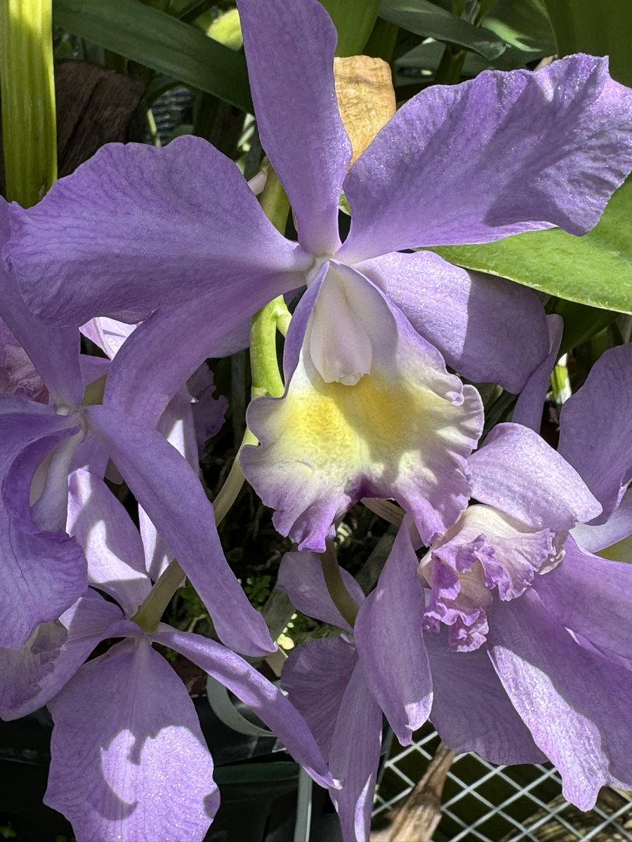 Cattleya Granier's Felicity 'Blue Honey Bun' AM/AOS - won MENTION FROM AOS 10/3/24 - blooming since August into Nov.