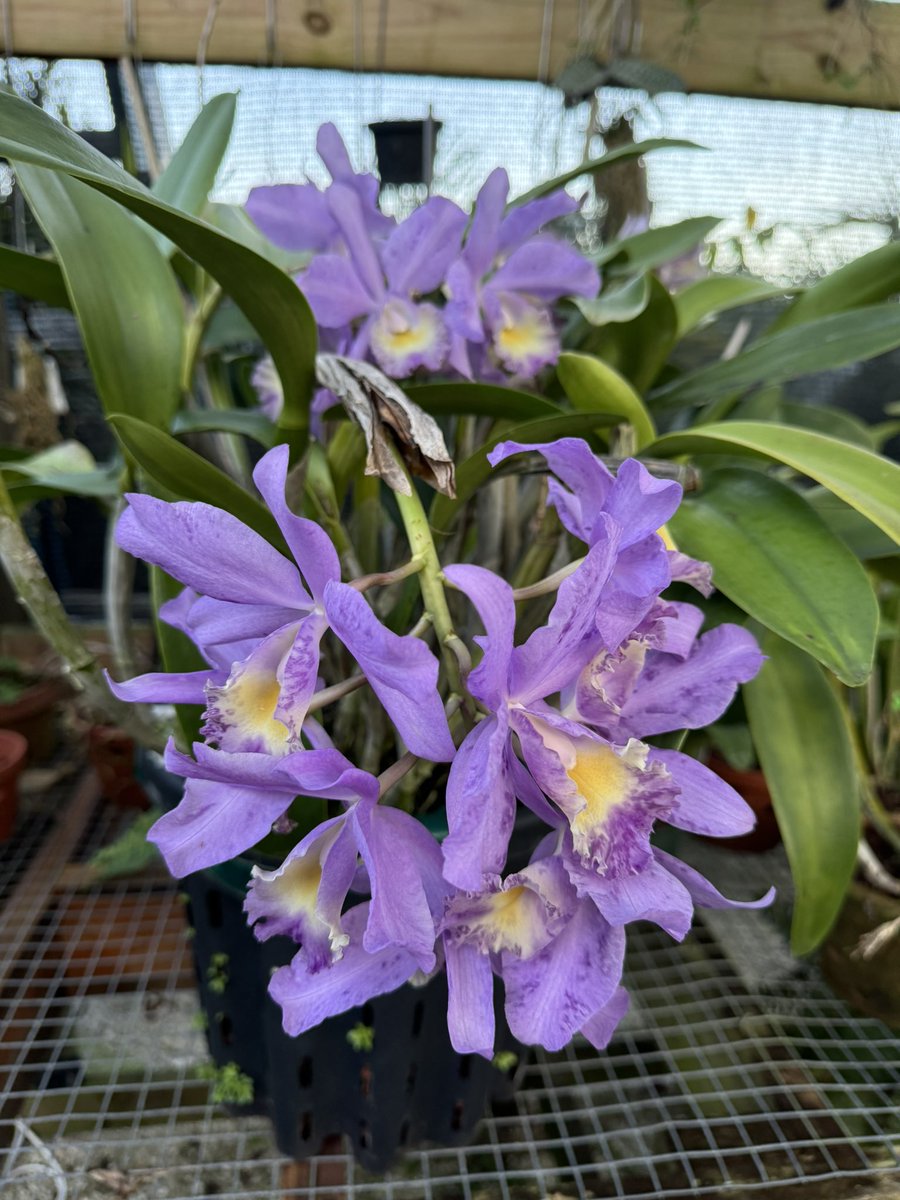 RobinVBurr's tweet photo. Cattleya Granier's Felicity 'Blue Honey Bun' AM/AOS - won MENTION FROM AOS 10/3/24 - blooming since August into Nov. https://t.co/RC34QjXLyc