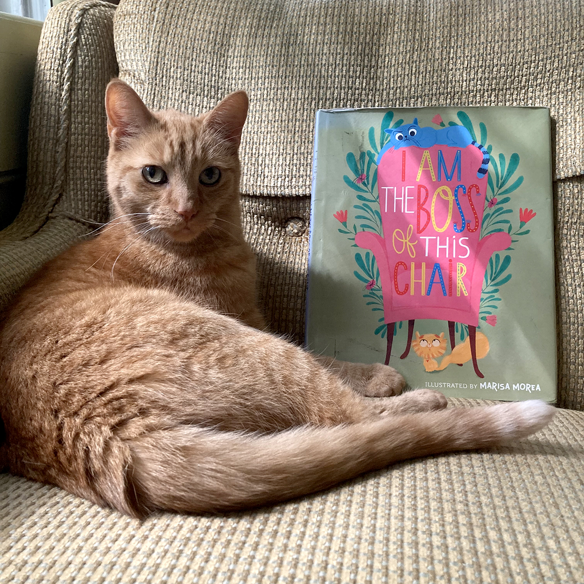 DetroitLibrary's tweet photo. Happy #NationalCatDay  from Woodward the #detroitpubliclibrary cat! Today, Woodward recommends the book "I Am the Boss of this Chair" about a new kitten that joins a family and Oswald the cat has to learn about sharing.

Perfect book for Woodward as he does not share chairs. https://t.co/HrgoWqBWwE