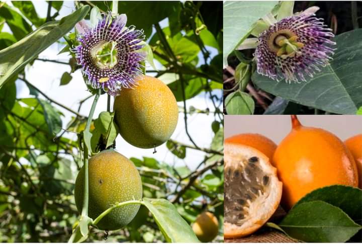 Sweet Granadilla thrives in cool, high-altitude areas,typically 1,500 and 2,500 meters above sea level, making it well-suited to Kenya's highland regions.NThe vines grow quickly and can bear fruit within 8-12 months under optimal conditions. 
Whatsapp: wa.me/254769623300