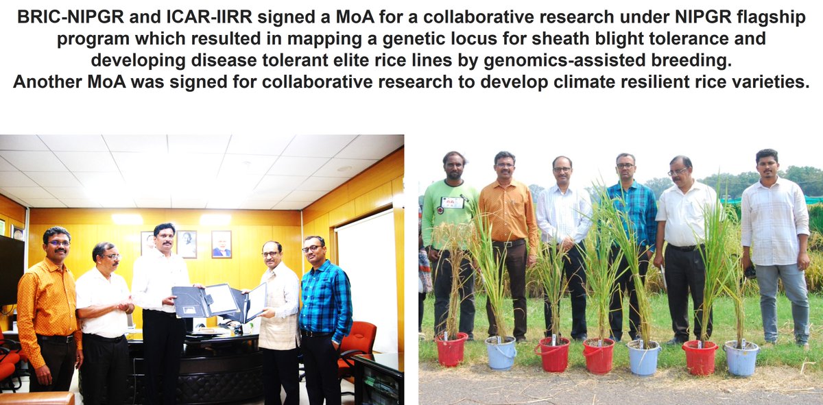 BRIC-NIPGR (@nipgrsocial) on Twitter photo 1/2
BRIC-NIPGR and ICAR-IIRR signed a MoA for a collaborative research under NIPGR flagship program which resulted in mapping a genetic locus for sheath blight tolerance and developing disease tolerant elite rice lines by genomics-assisted breeding.
<a href="/DBTIndia/">Department of Biotechnology</a> <a href="/rajesh_gokhale/">Rajesh Gokhale</a> 1/2
BRIC-NIPGR and ICAR-IIRR signed a MoA for a collaborative research under NIPGR flagship program which resulted in mapping a genetic locus for sheath blight tolerance and developing disease tolerant elite rice lines by genomics-assisted breeding.
<a href="/DBTIndia/">Department of Biotechnology</a> <a href="/rajesh_gokhale/">Rajesh Gokhale</a>