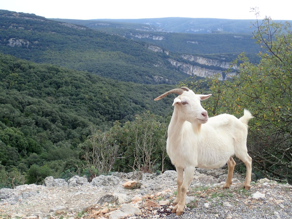 Merops Field Studies tweet media