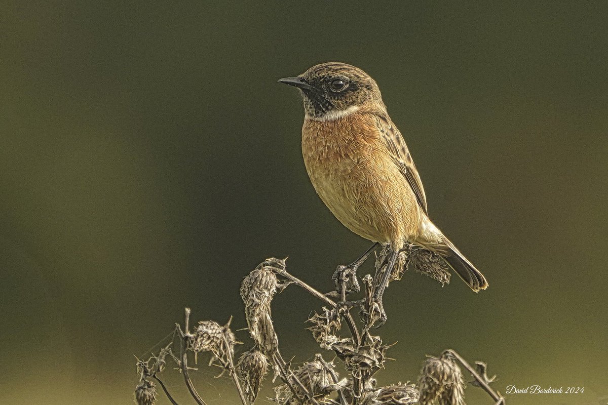 David Borderick (@daveborderick) on Twitter photo Stonechat this morning at SWT Carlton Marshes. <a href="/SWTBroadsWarden/">SWTBroadsWarden</a> <a href="/SWTCarltonMarsh/">SWT Carlton Marshes</a> <a href="/coastalwarden/">SWT North East Suffolk Warden</a> <a href="/suffolkwildlife/">SuffolkWildlifeTrust</a> <a href="/SWT_NE_Reserves/">Suffolk Wildlife Trust North East Reserves</a> <a href="/LowestoftLizard/">Terry Dactyl</a> <a href="/SuffolkBirdGrp/">Suffolk Bird Group</a> <a href="/BTO_Suffolk/">BTO Suffolk</a> Stonechat this morning at SWT Carlton Marshes. <a href="/SWTBroadsWarden/">SWTBroadsWarden</a> <a href="/SWTCarltonMarsh/">SWT Carlton Marshes</a> <a href="/coastalwarden/">SWT North East Suffolk Warden</a> <a href="/suffolkwildlife/">SuffolkWildlifeTrust</a> <a href="/SWT_NE_Reserves/">Suffolk Wildlife Trust North East Reserves</a> <a href="/LowestoftLizard/">Terry Dactyl</a> <a href="/SuffolkBirdGrp/">Suffolk Bird Group</a> <a href="/BTO_Suffolk/">BTO Suffolk</a>
