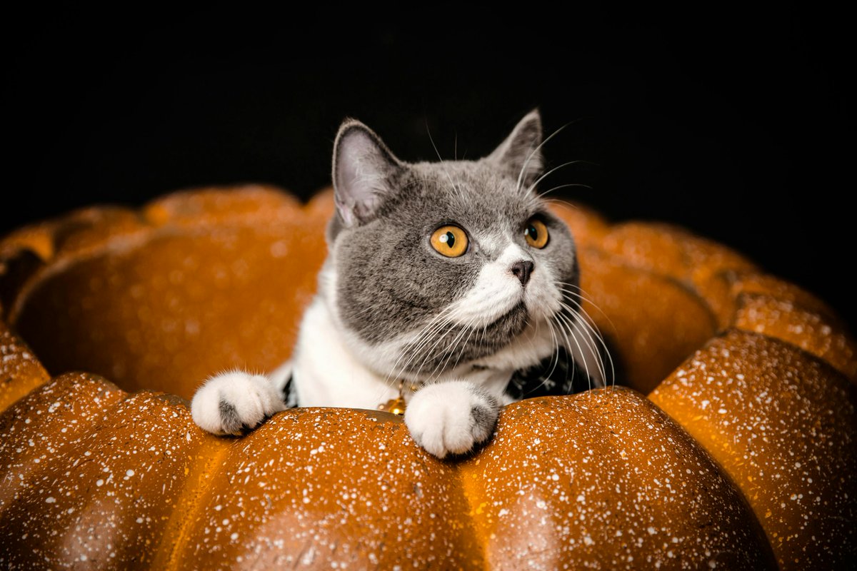 Whilst the decorations and sweet treats are a key part of Halloween, they need to be kept out of paws reach.

<a href="/PDSA_HQ/">PDSA</a> have pulled together a spooky survival kit to help protect pets from danger and avoid any frightening visits to the vets: pdsa.org.uk/what-we-do/blo…