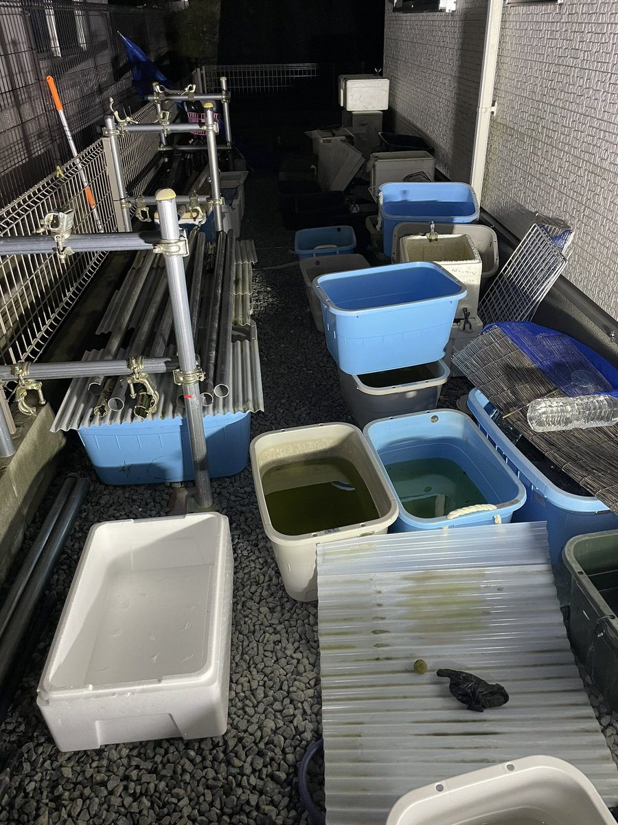 PM1_e7h6's tweet photo. 昨日今日と単管やりかえと水換えと容器を洗い💦だるっ
#DIY
#killfish https://t.co/7VOGsneiBV