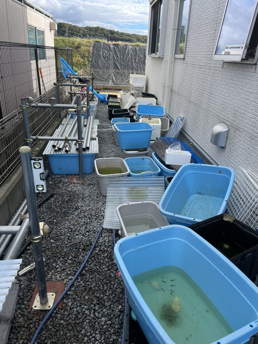 PM1_e7h6's tweet photo. 昨日今日と単管やりかえと水換えと容器を洗い💦だるっ
#DIY
#killfish https://t.co/7VOGsneiBV