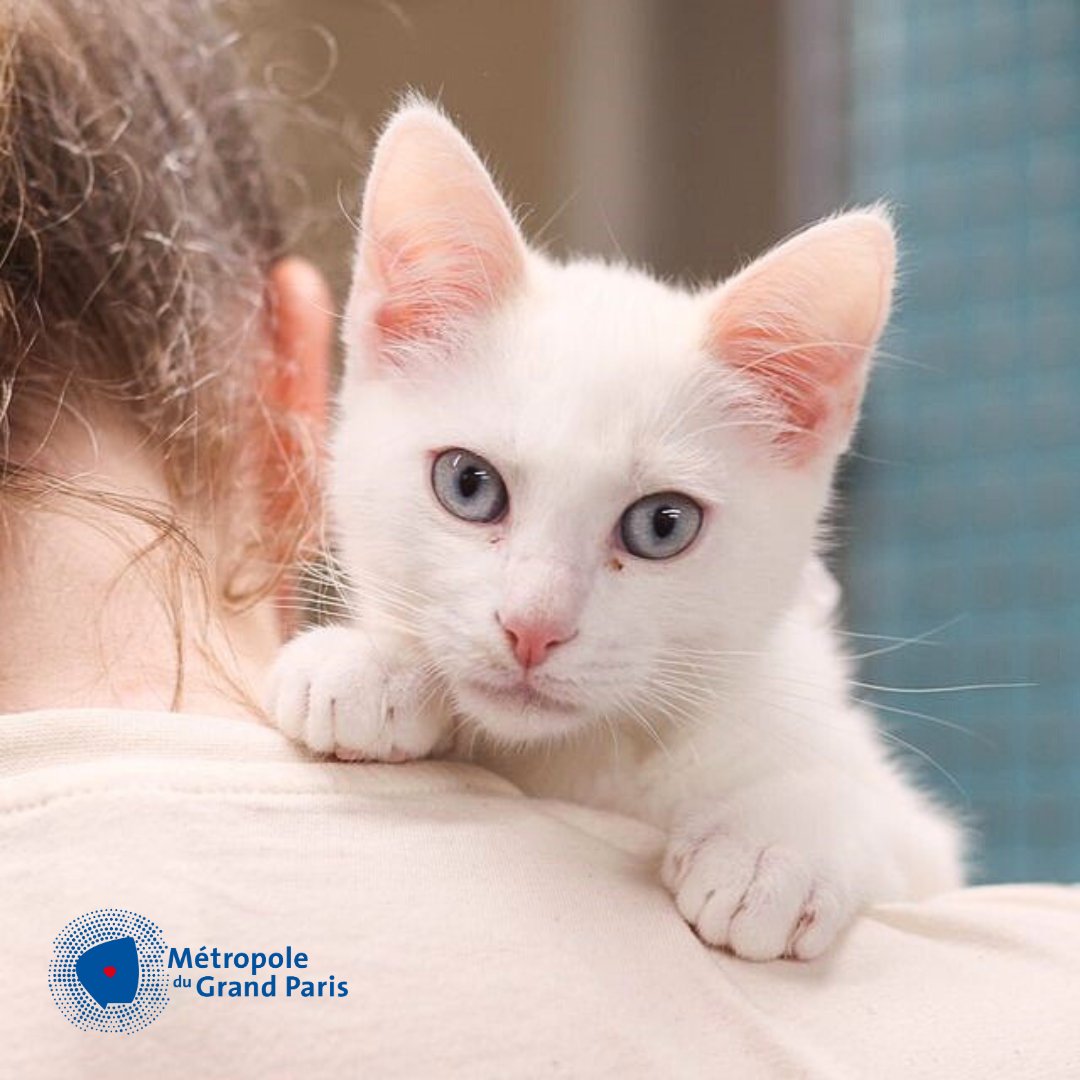 SPA_Officiel's tweet photo. La Métropole du Grand Paris (@GrandParisMGP ) s’engage aux côtés de la SPA et de la cause animale. Elle devient un partenaire de premier plan de notre nouveau refuge de Gennevilliers, qui deviendra, à son ouverture le 7 novembre l’un des plus importants d’Europe. Elle accorde un soutien de 2 millions d’euros pour le financement de cette nouvelle structure.