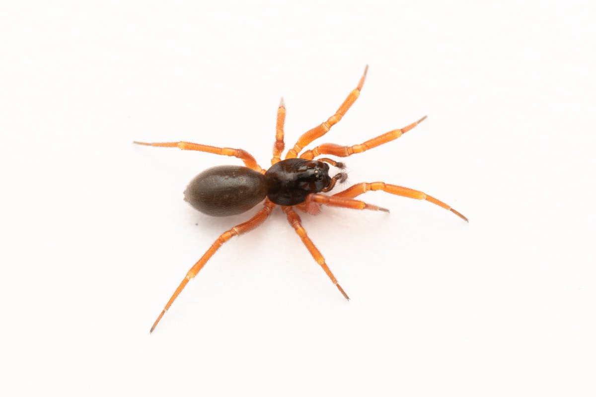A new species for me Walckenaeria obtusa, I do not see any records for this in west sussex, an old record in east sussex from the late 60's

<a href="/BritishSpiders/">BAS</a> #spiders #arachnid #walckenaeria