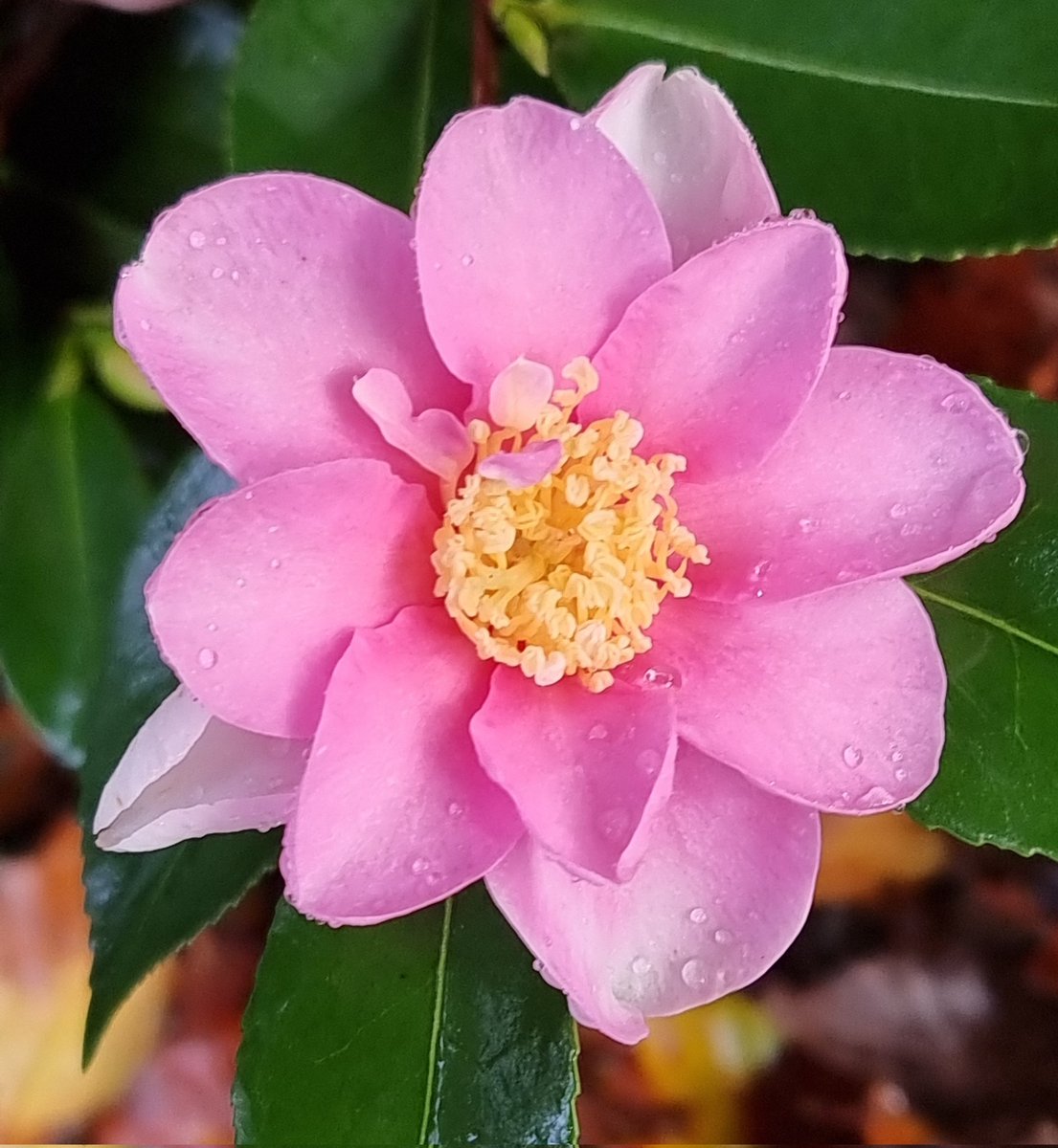 Bob Mehen (@bobmehen) on Twitter photo Greeted back to work today by the first flower on Camellia yuhsienensis x hiemalis 'Yume'. <a href="/RCM_Group/">Rhododendron Camellia & Magnolia Group</a> #Camellias #gardens #Cornwall #RoselandParc Greeted back to work today by the first flower on Camellia yuhsienensis x hiemalis 'Yume'. <a href="/RCM_Group/">Rhododendron Camellia & Magnolia Group</a> #Camellias #gardens #Cornwall #RoselandParc