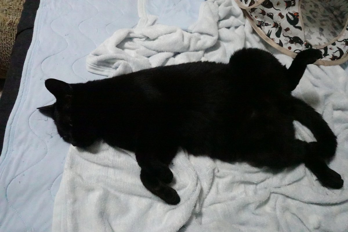 kojiro_noir's tweet photo. ベッドで爆睡する小次狼
＃保護猫　＃猫と暮らす　＃猫のいる暮らし　＃黒猫 https://t.co/NMxofhgiwY